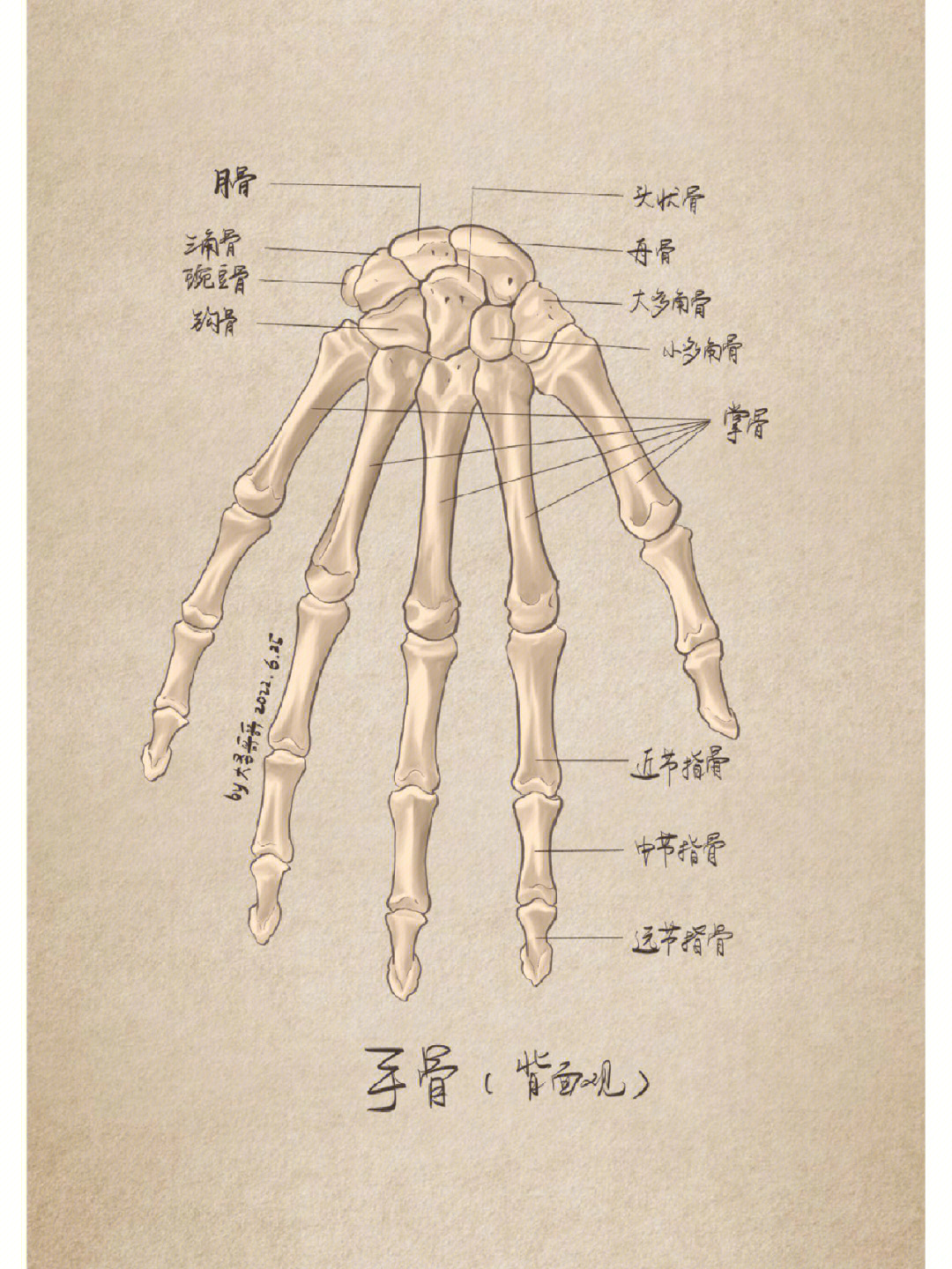 手解剖口诀图片