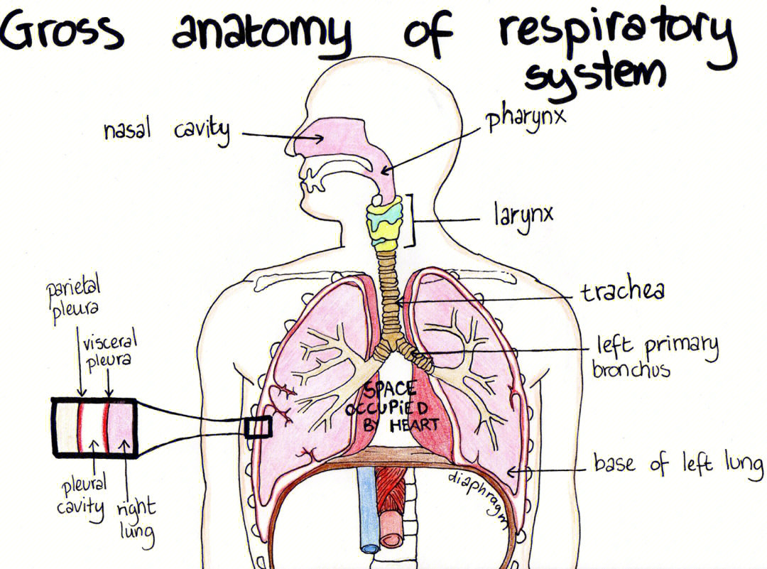 呼吸系统剖面图及名称图片