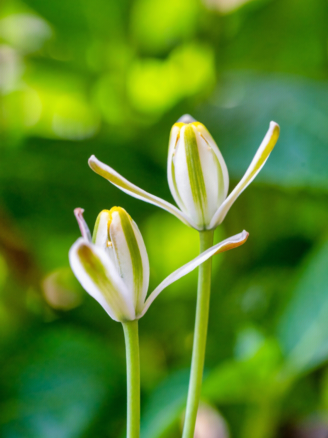 小苍角殿花语图片