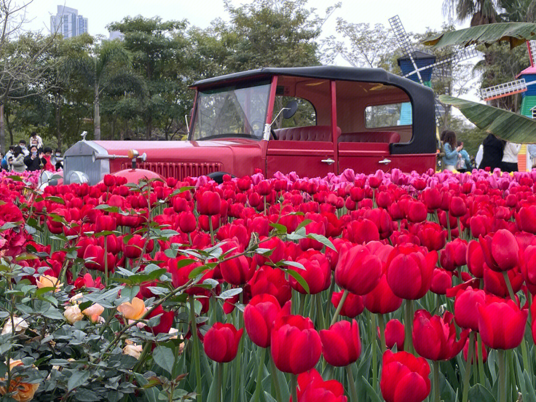 郁金香花海