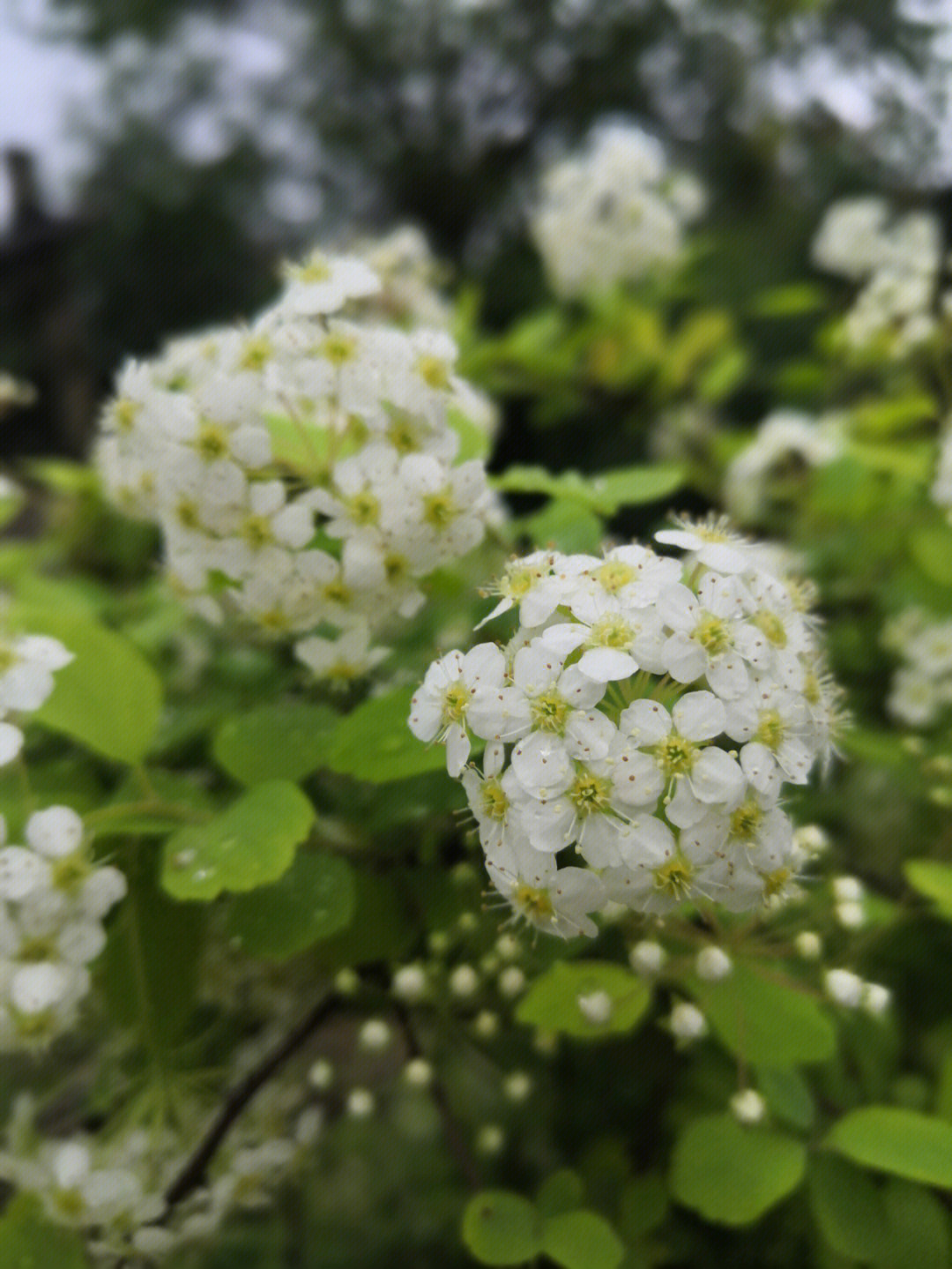 菱叶绣线菊黄金喷泉,10区花卉推荐