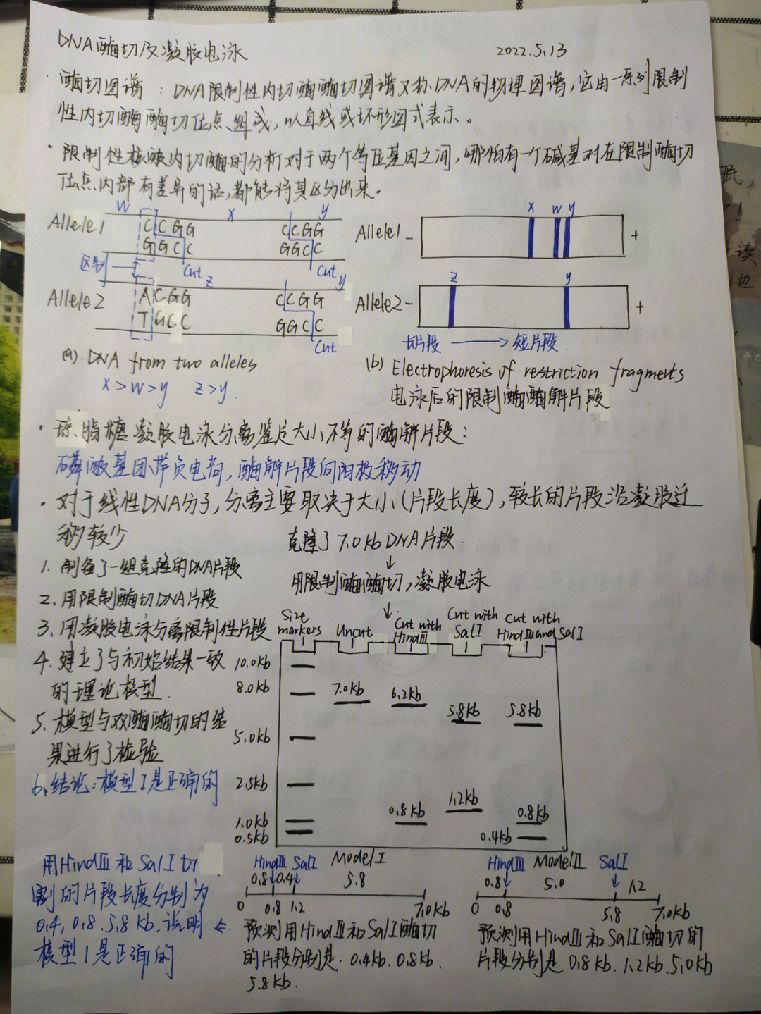 dna酶切及凝胶电泳