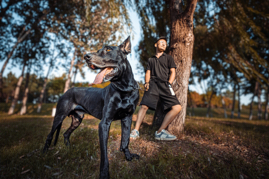 黑狼犬咬人图片大全图片