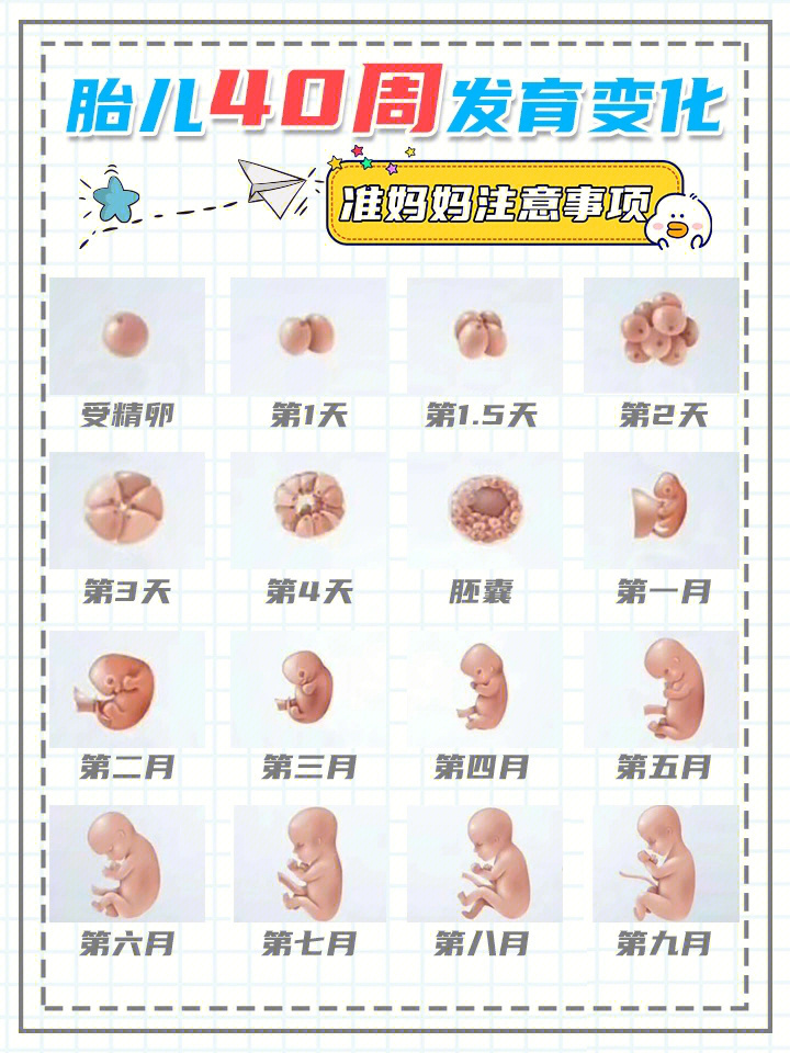 胎儿每周发育标准数值图片