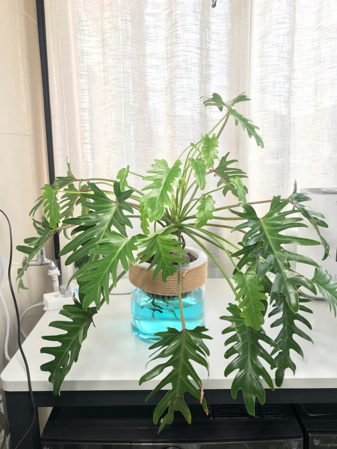 刚长出来的新叶居然有点大,图2对比非常明显哦#水培植物#小天使蔓