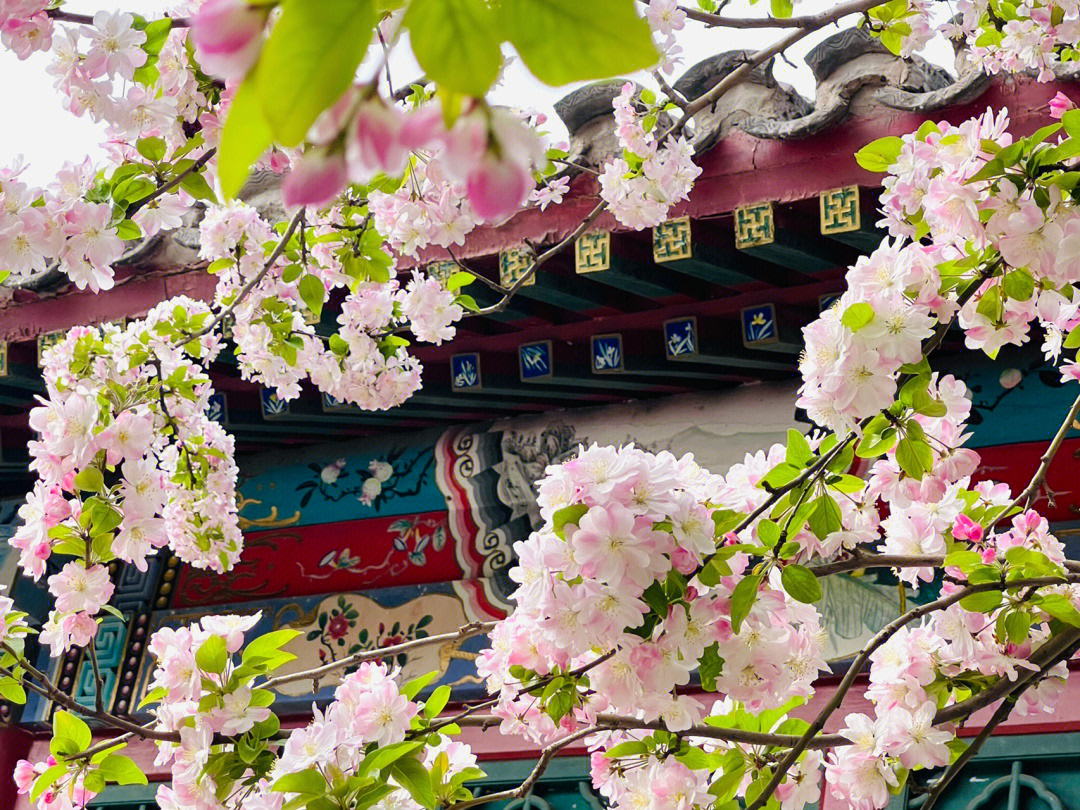 北京海棠花饭店图片