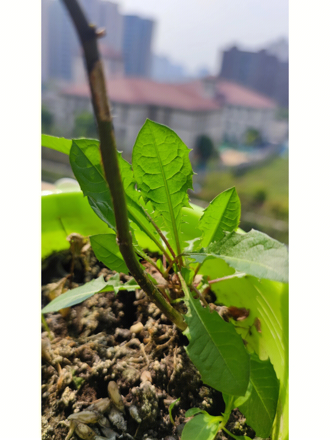 大蒜开花的过程图片