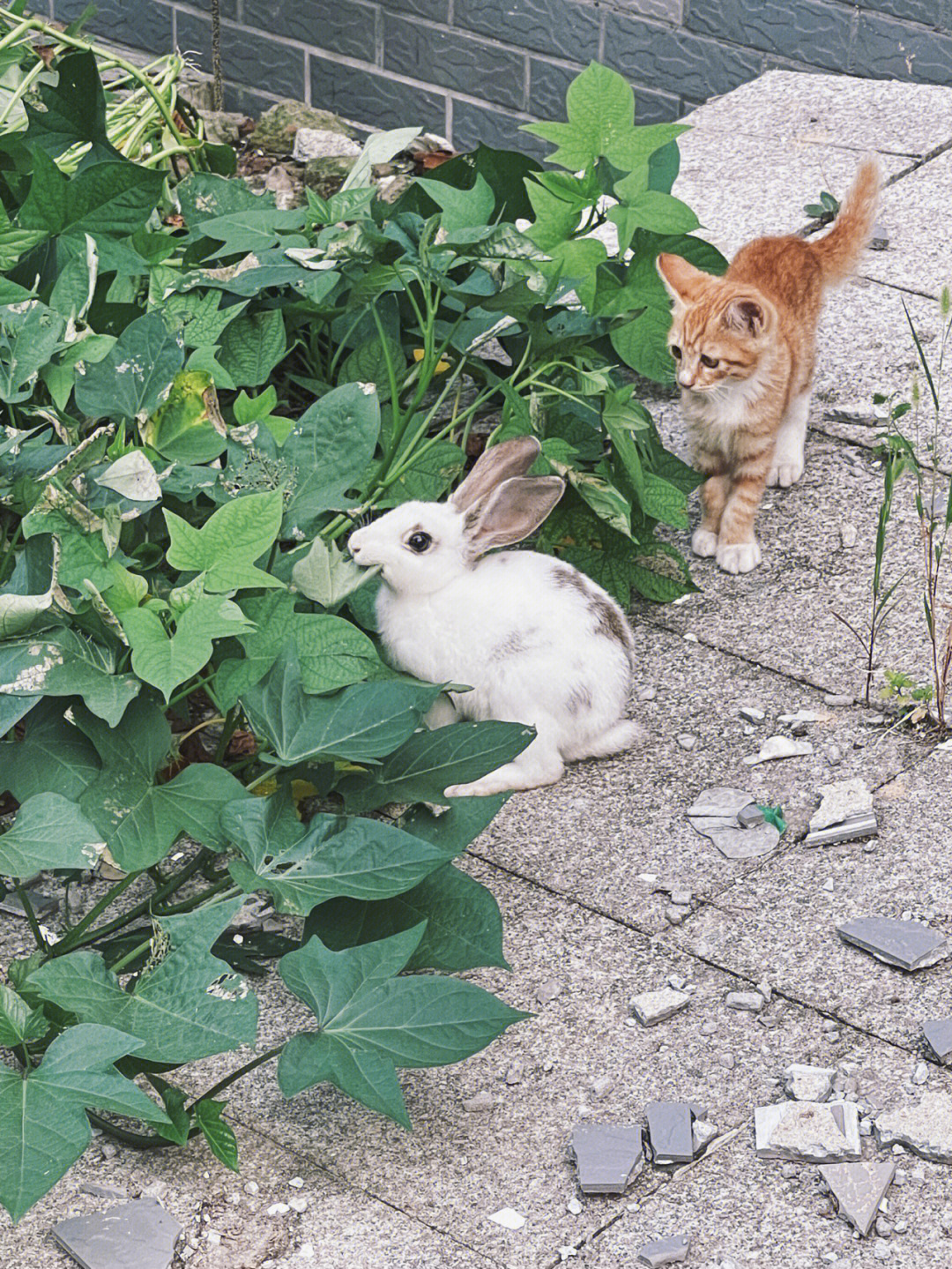 猫和兔子能一起养吗图片