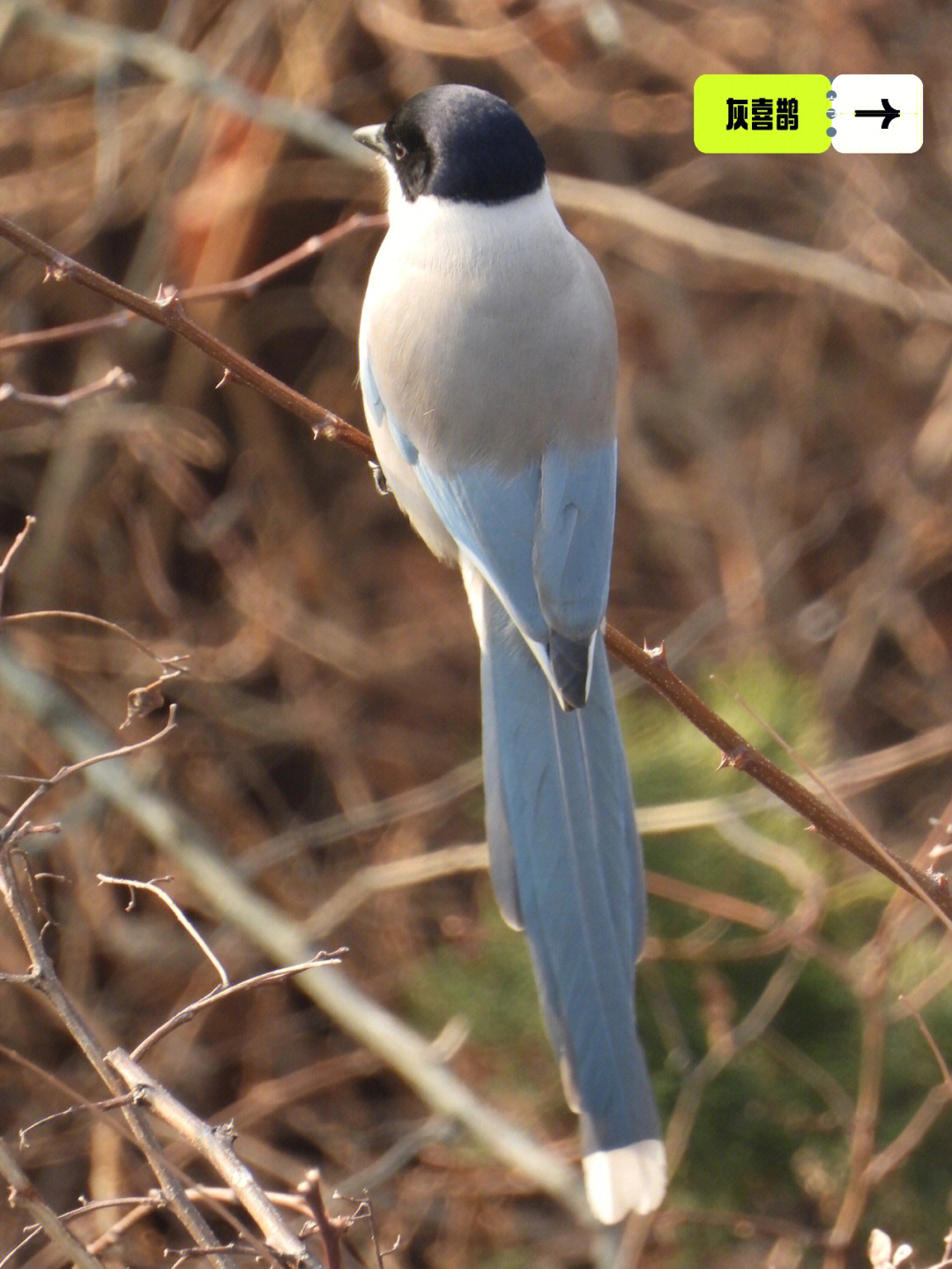 #14灰喜鹊(azure-winged magpie)