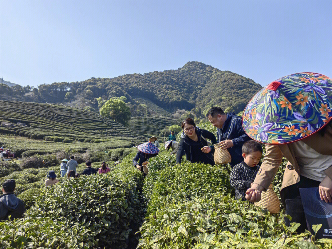 踏青采茶左宏元简谱图片