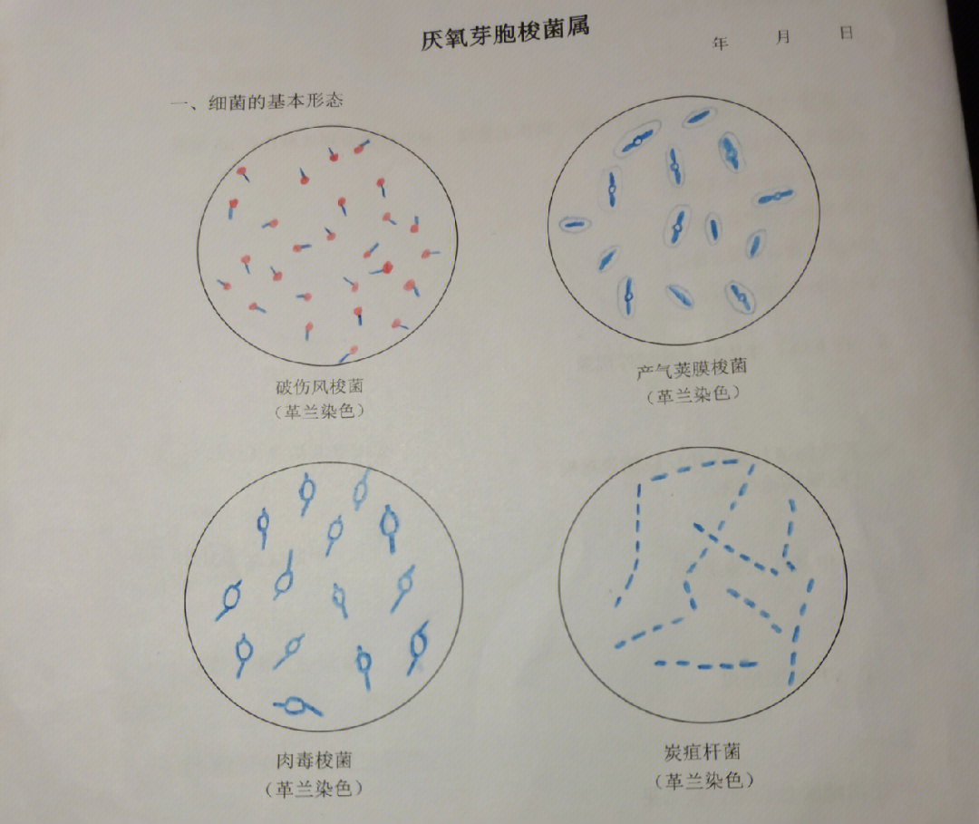 炭疽芽孢杆菌手绘图图片