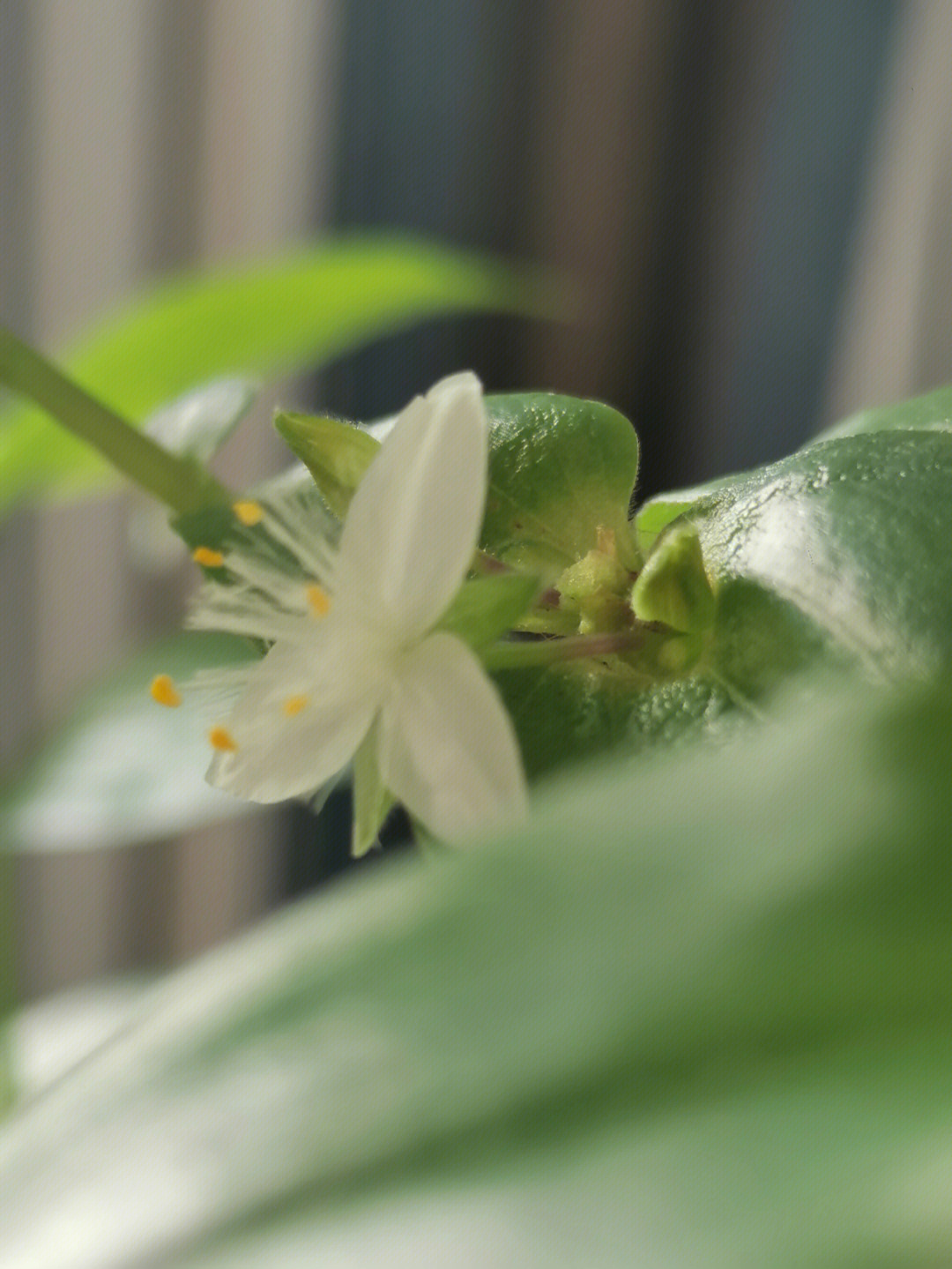 白花紫露草