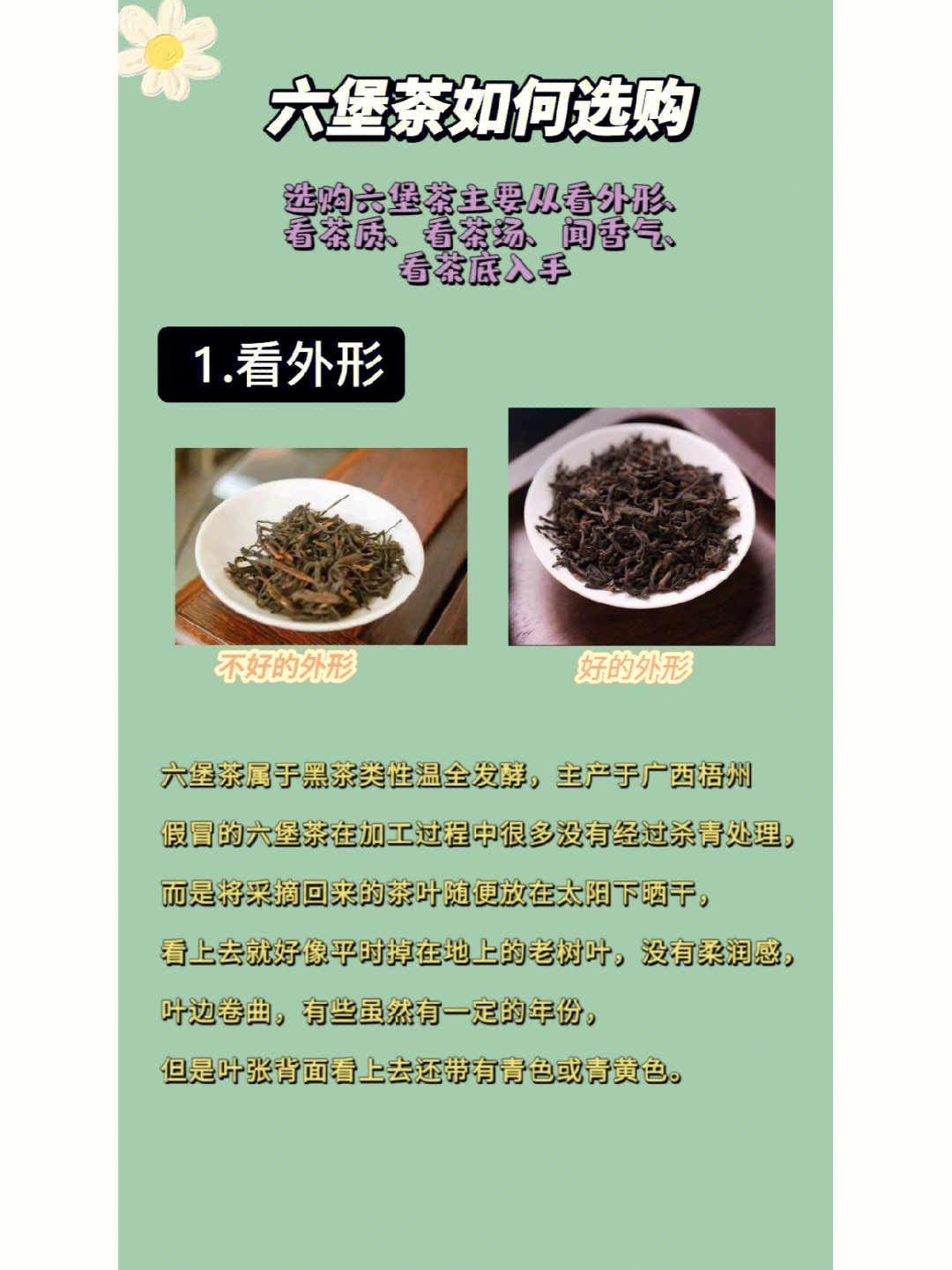 六堡茶的泡法图片