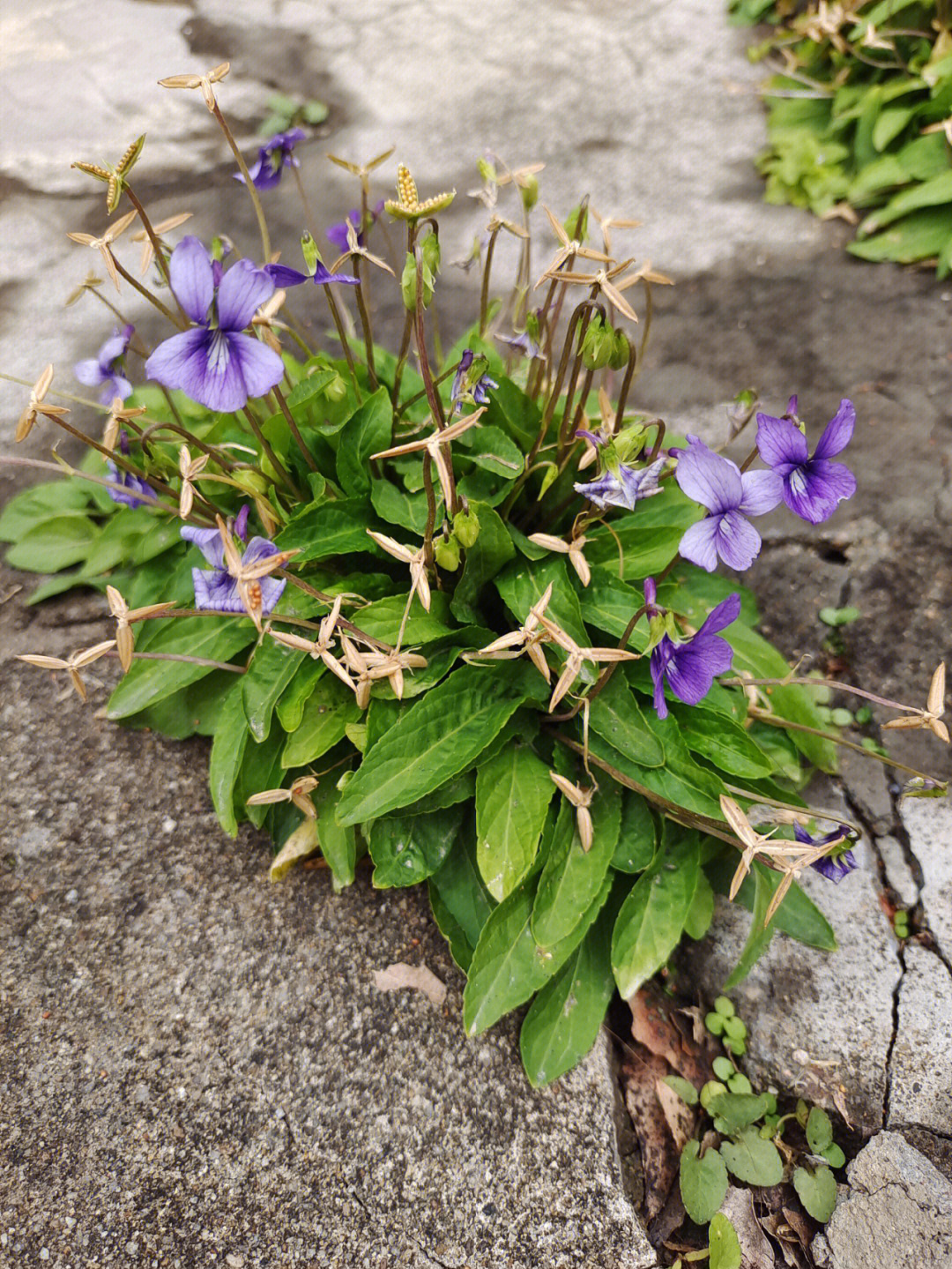 紫花地丁发芽图片