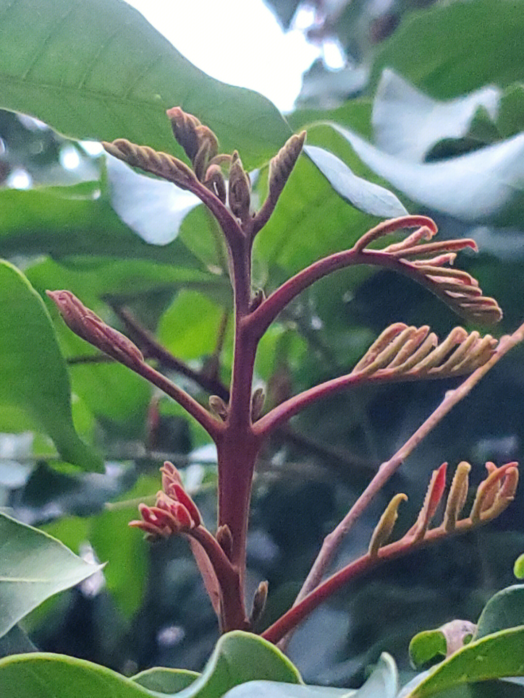 龙眼发新芽