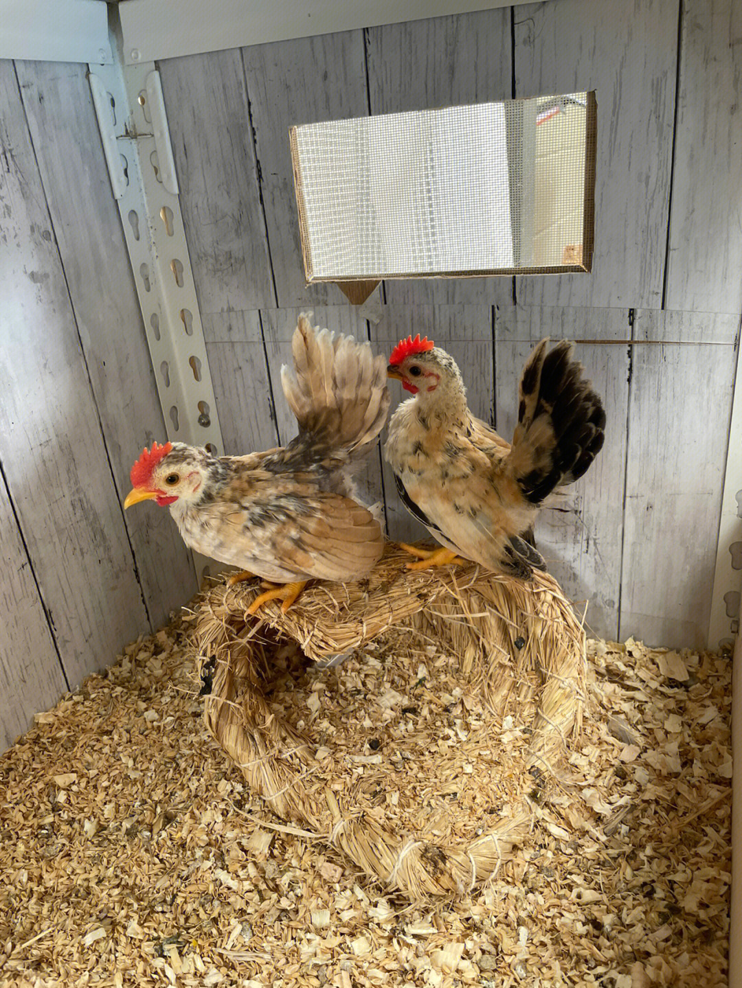 塞拉玛鸡繁殖图片