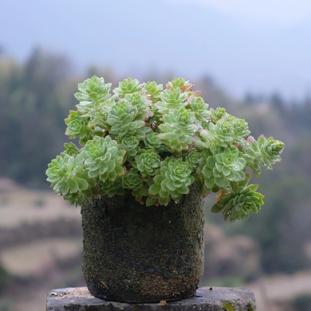 绿蔷薇花语图片