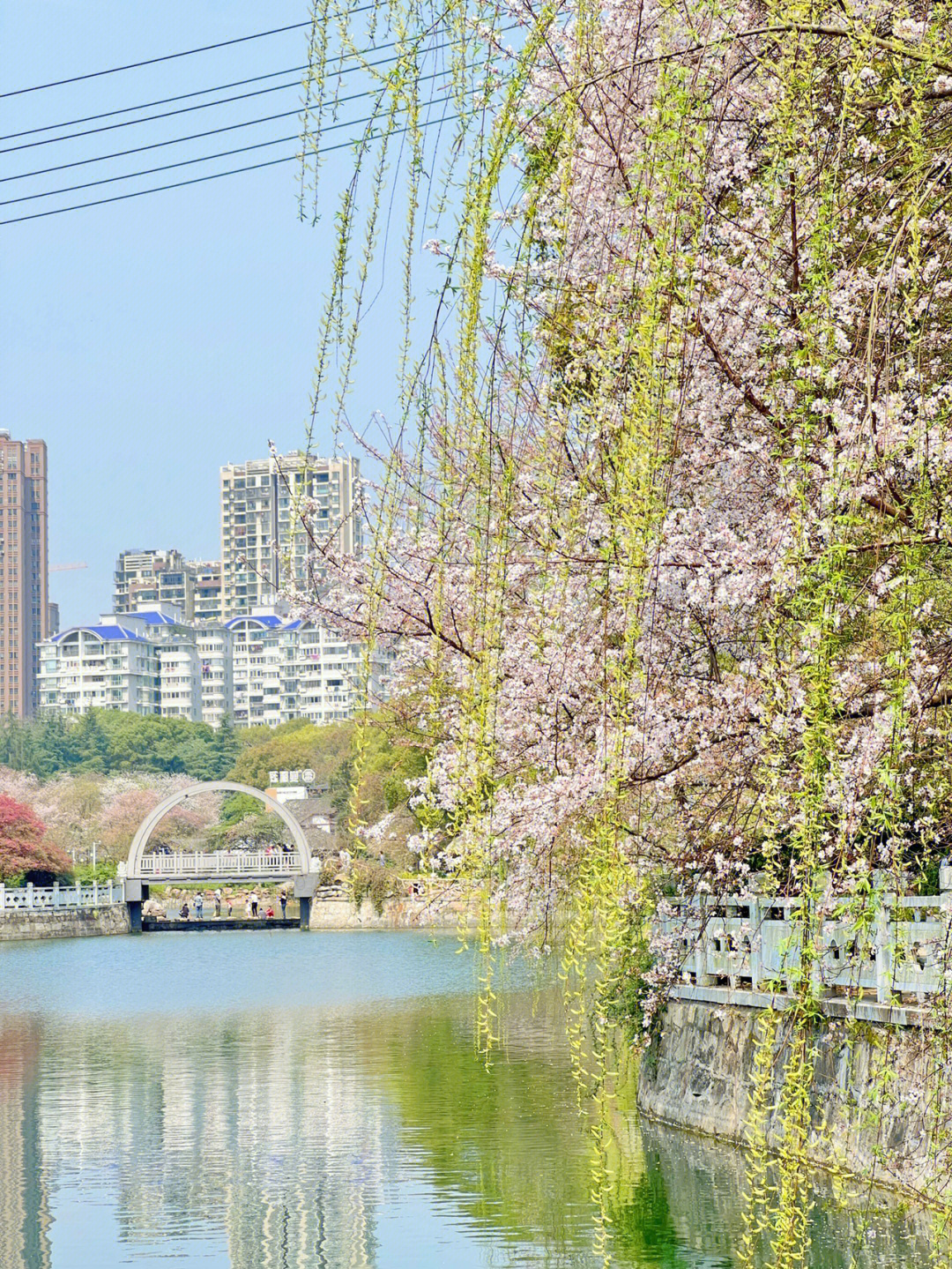 长沙月湖公园樱花图片