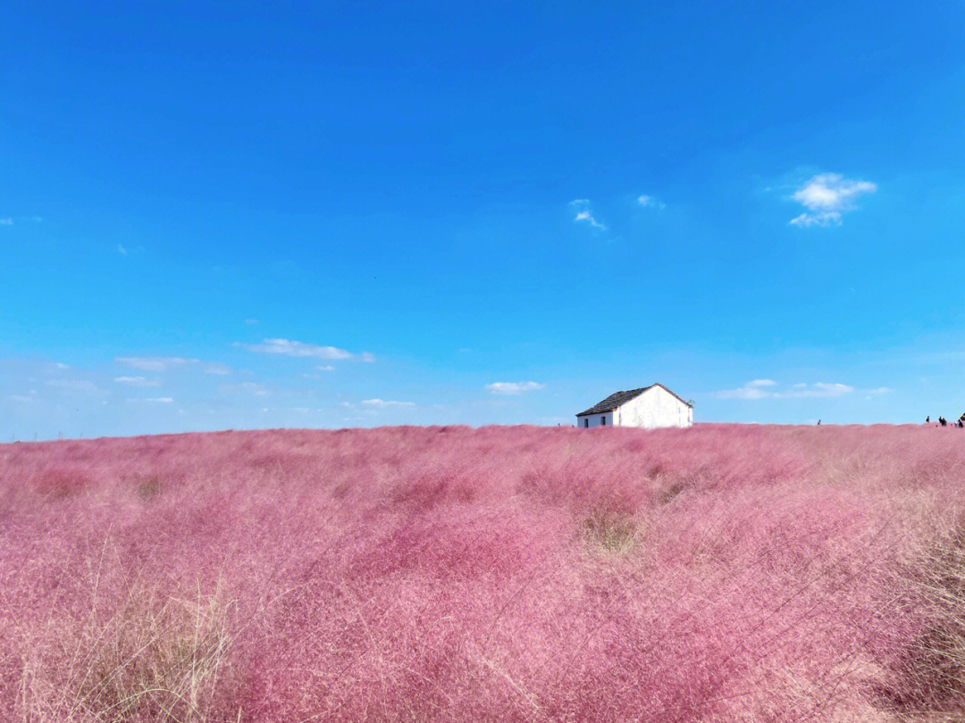 亦庄公园的粉黛花海图片