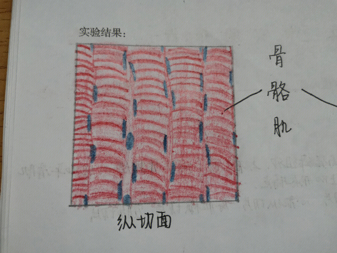 骨骼肌细胞 手绘图图片
