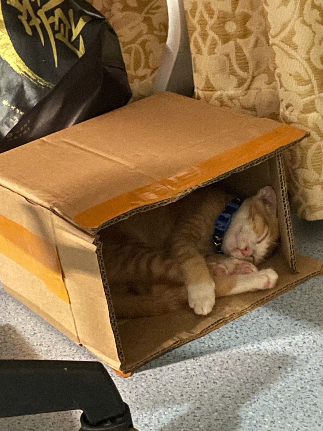 一只喜欢快递箱的猫咪
