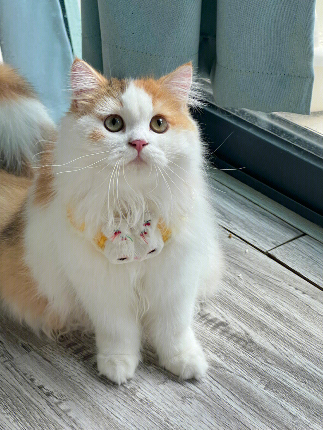 分享一只蜜雪冰城三花英国长毛猫