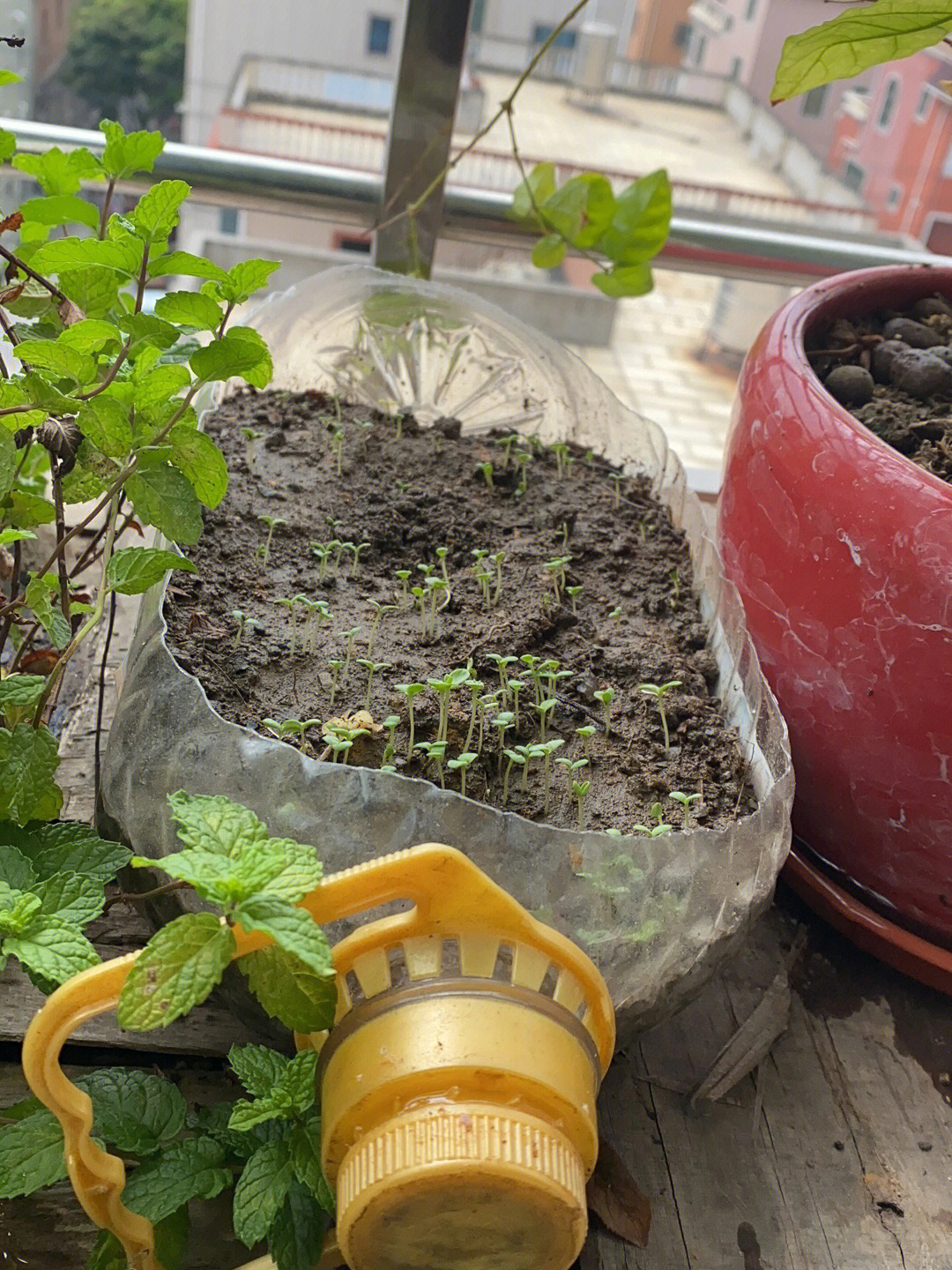 阳台茼蒿菜种植求助
