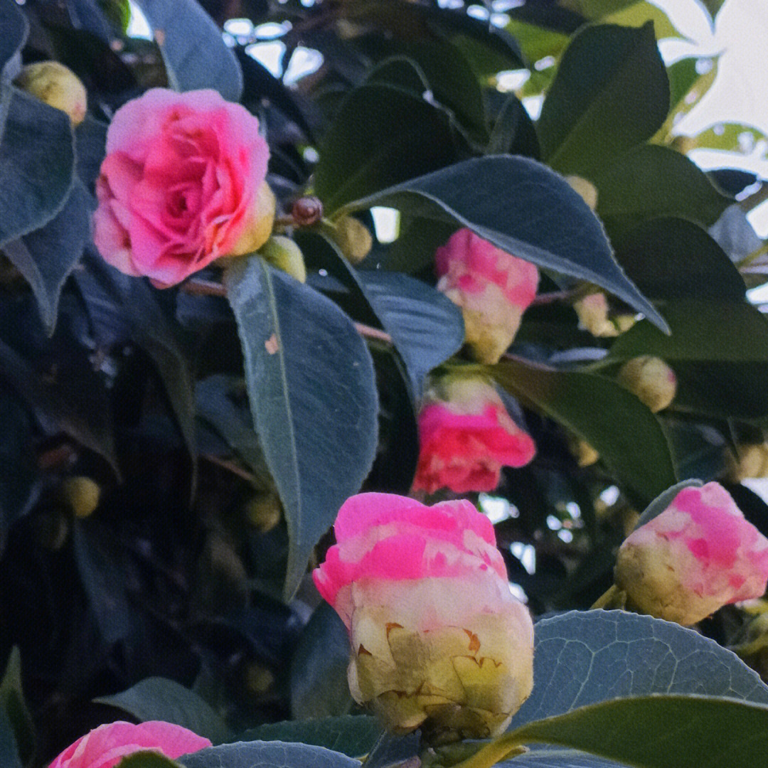 墙头的山茶花开了