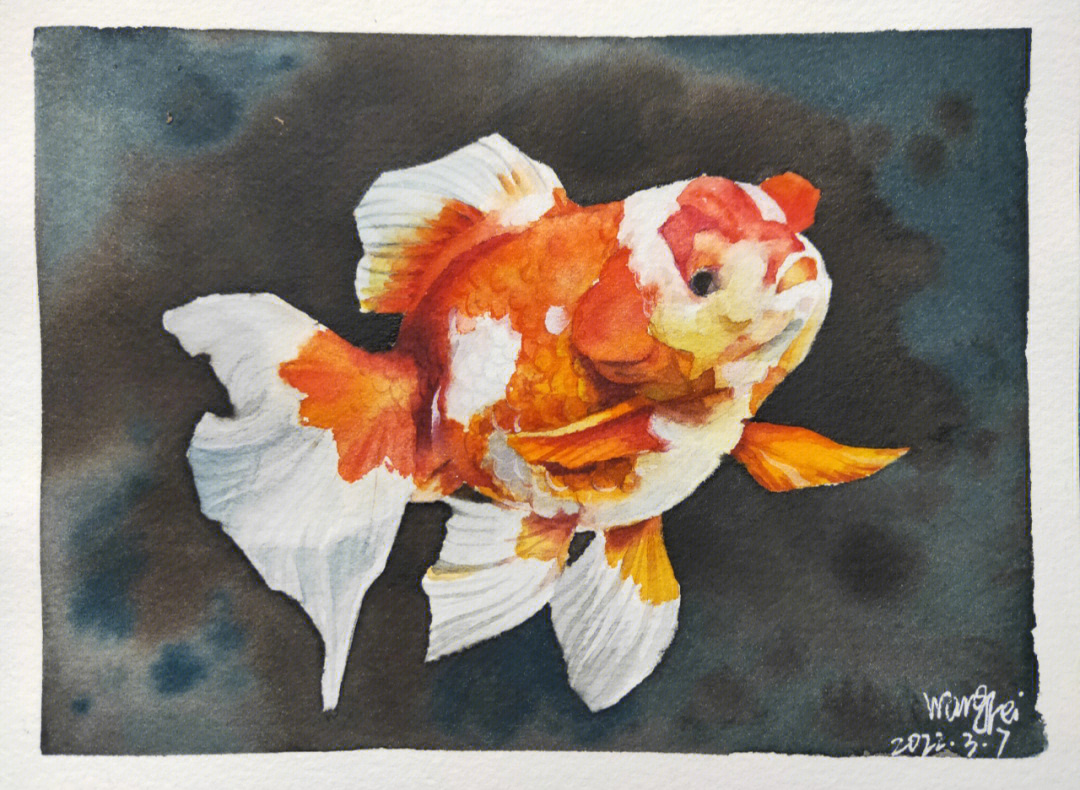 今天画了条小鱼鱼#自学水彩#自律打卡#绘画日常#金鱼#我的