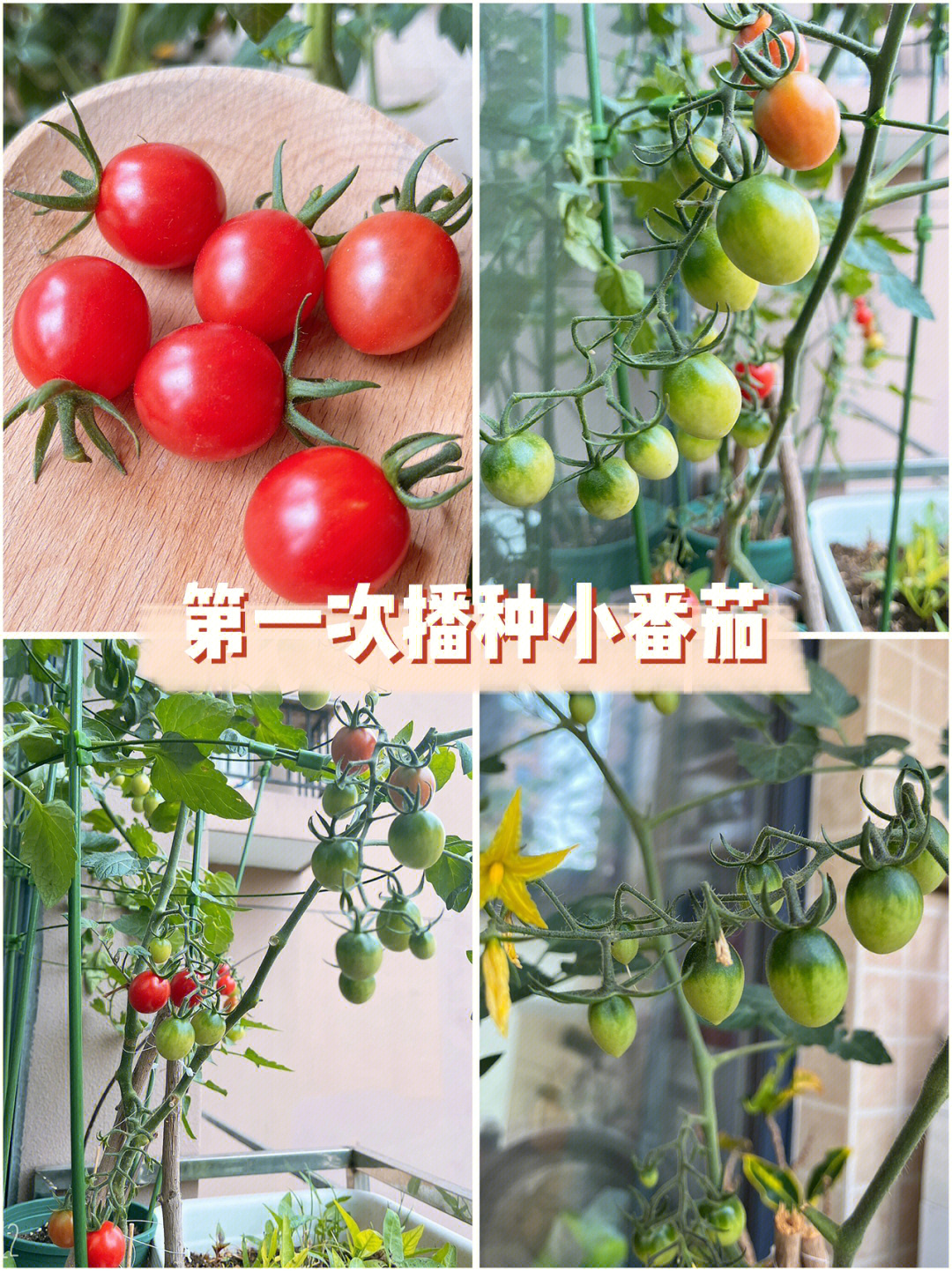 小番茄生长周期图图片