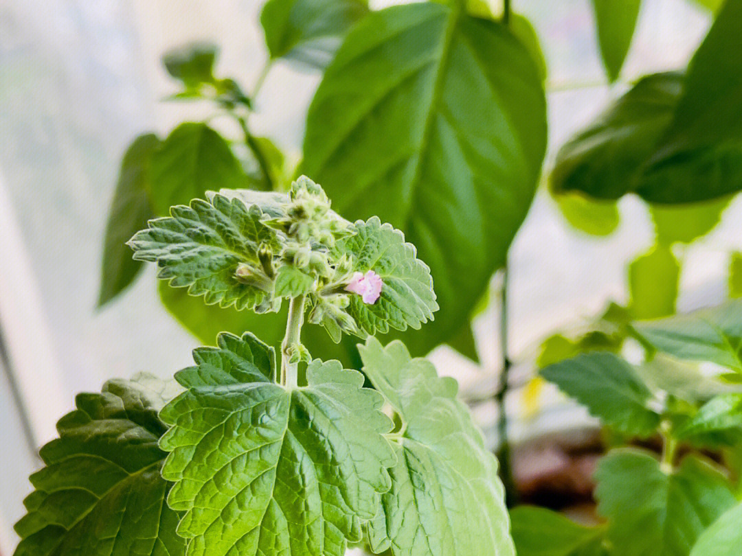 野薄荷开花图片