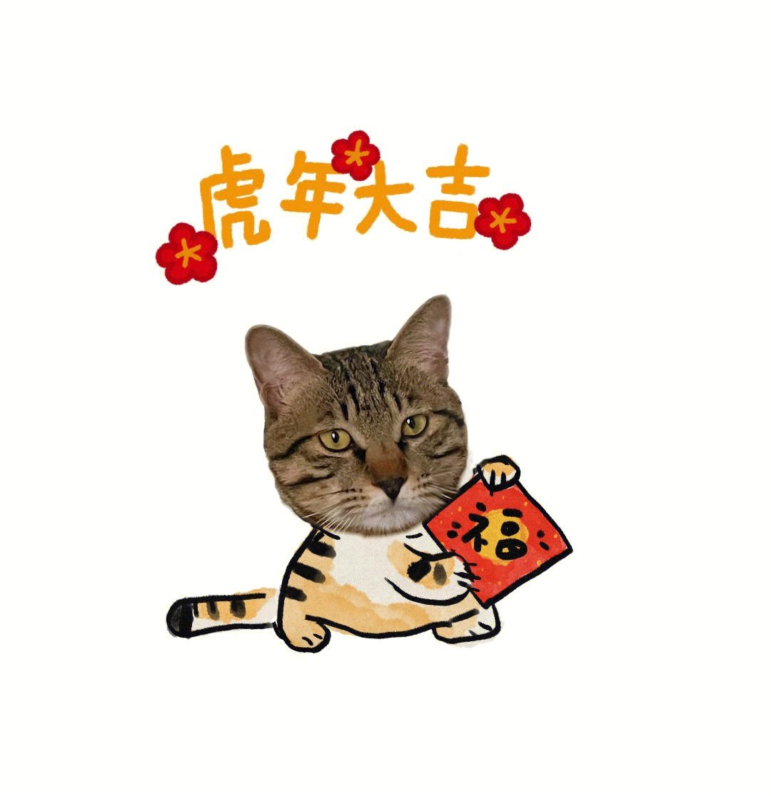 虎年大吉我要坐在猪咪头上气哭他