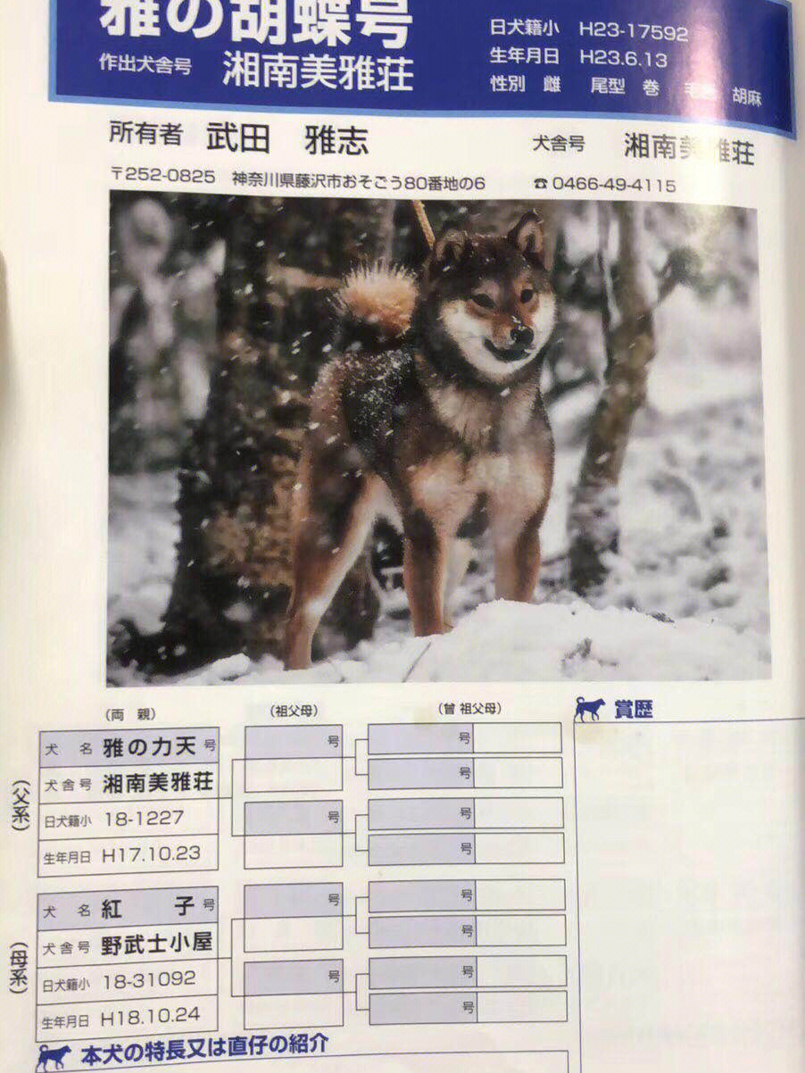 柴犬的性格优点及缺点