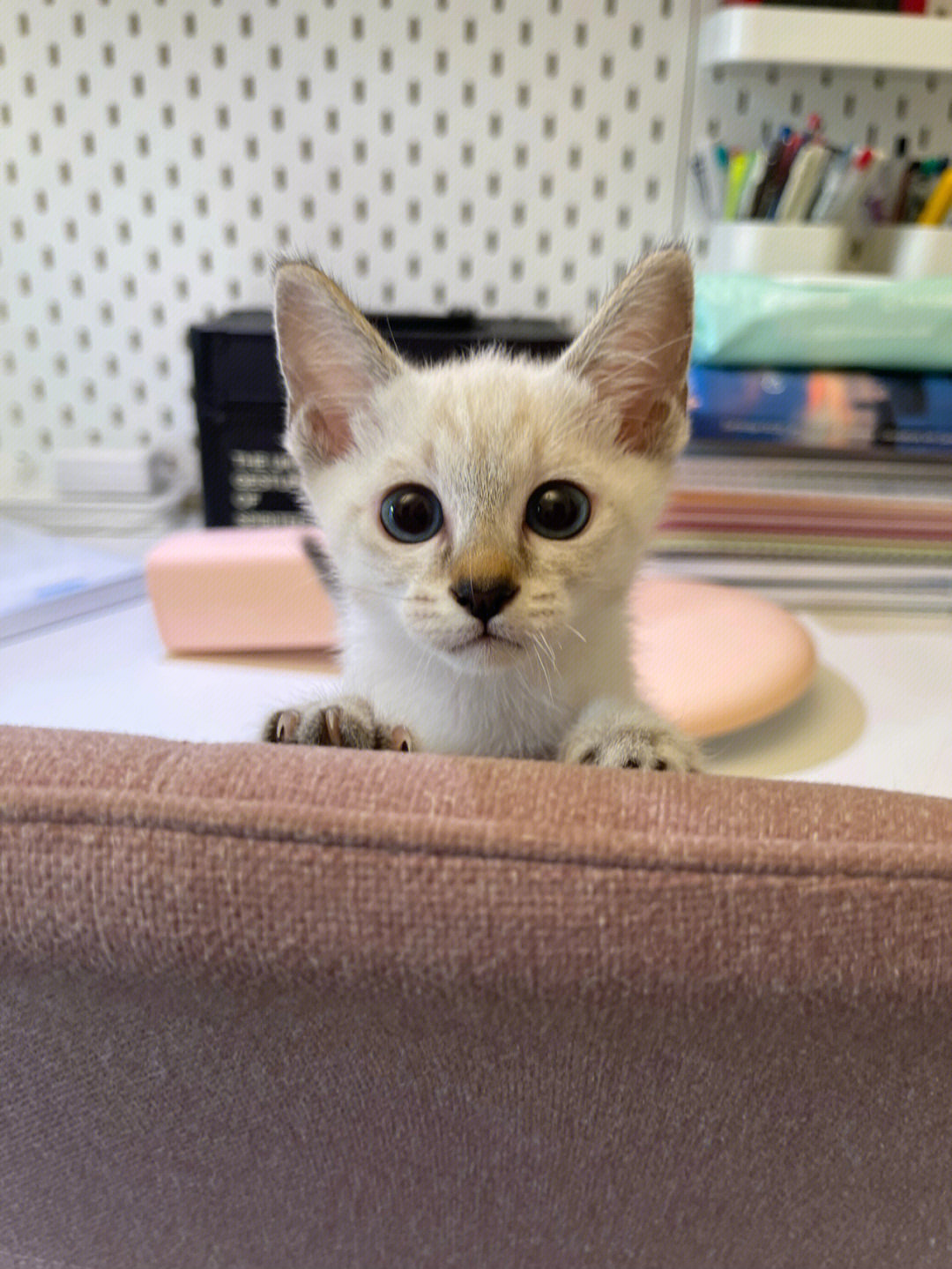 养只虎斑暹罗猫吧它会成为你书桌上常客