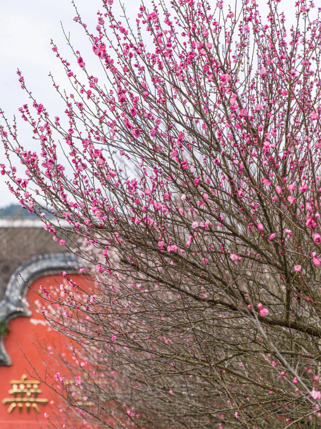 福州林阳寺梅花花期图片