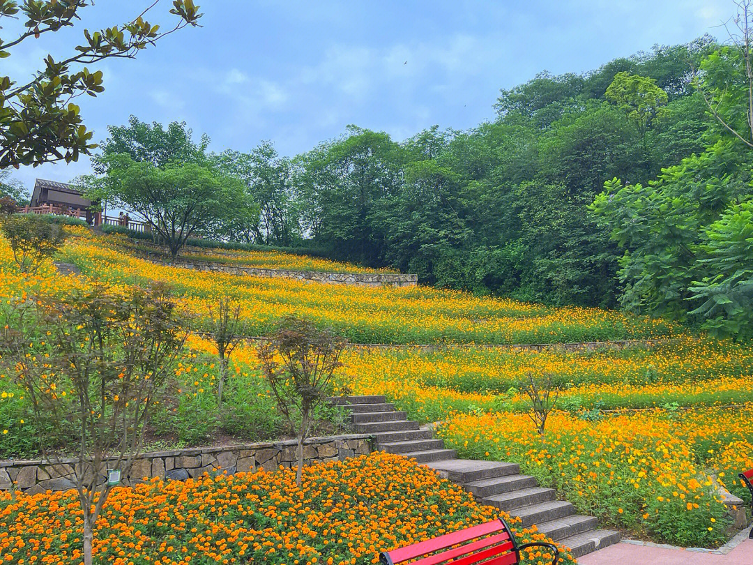 宁波绿野山庄花海图片