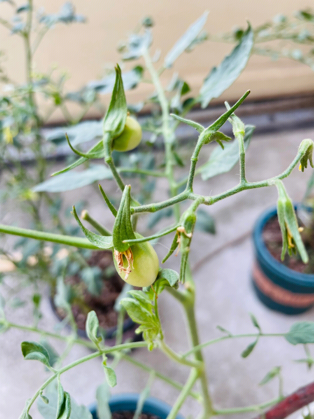 番茄花的构造图片图片