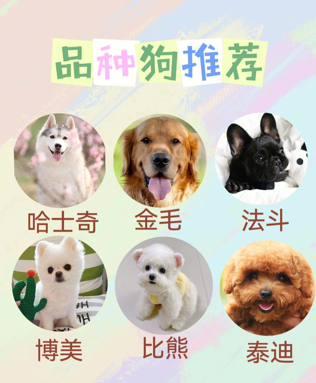 以上整理了一些较为常见的犬类品种,狗狗价格因 区,血统,年龄有差异