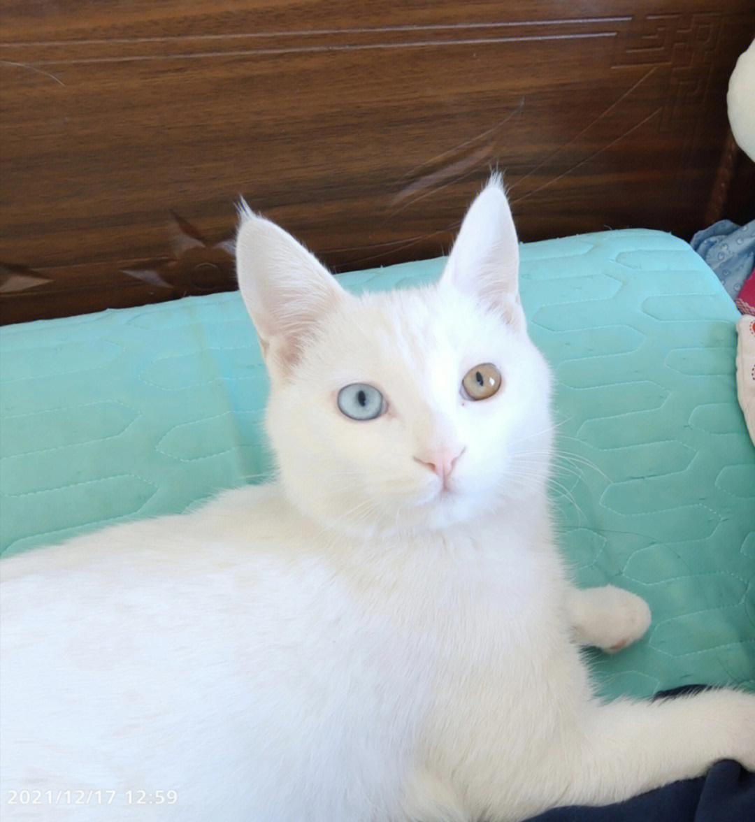 纯白异瞳猫咪求领养