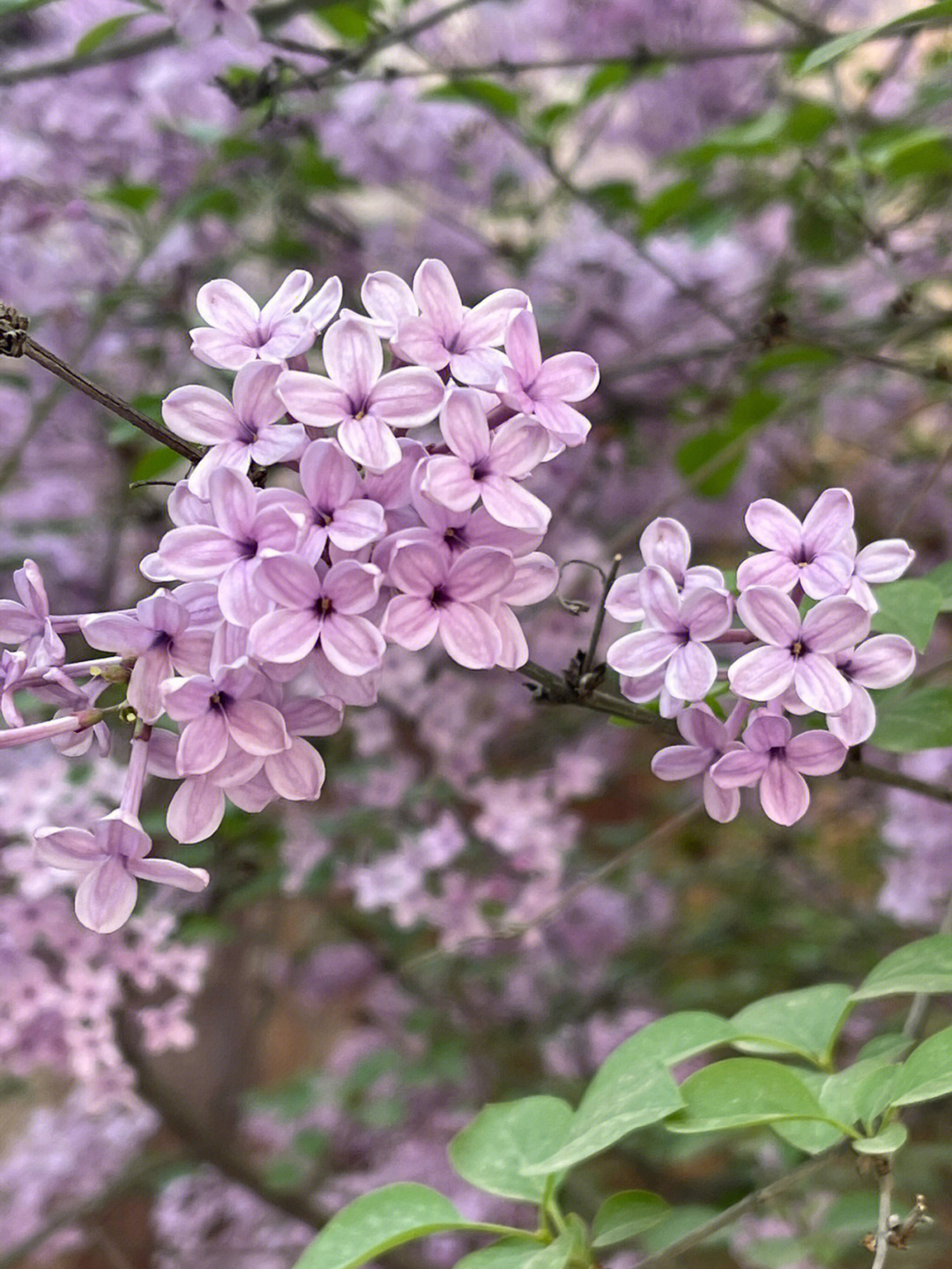 丁香花有毒吗图片