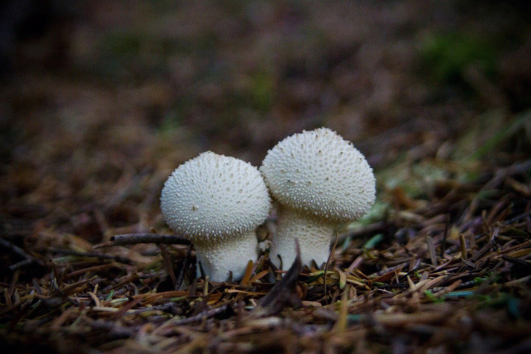 好可爱网状马勃