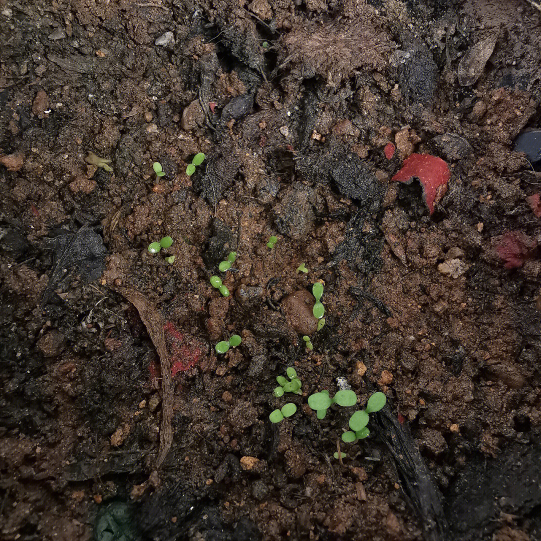 洋甘菊发芽过程记录图片