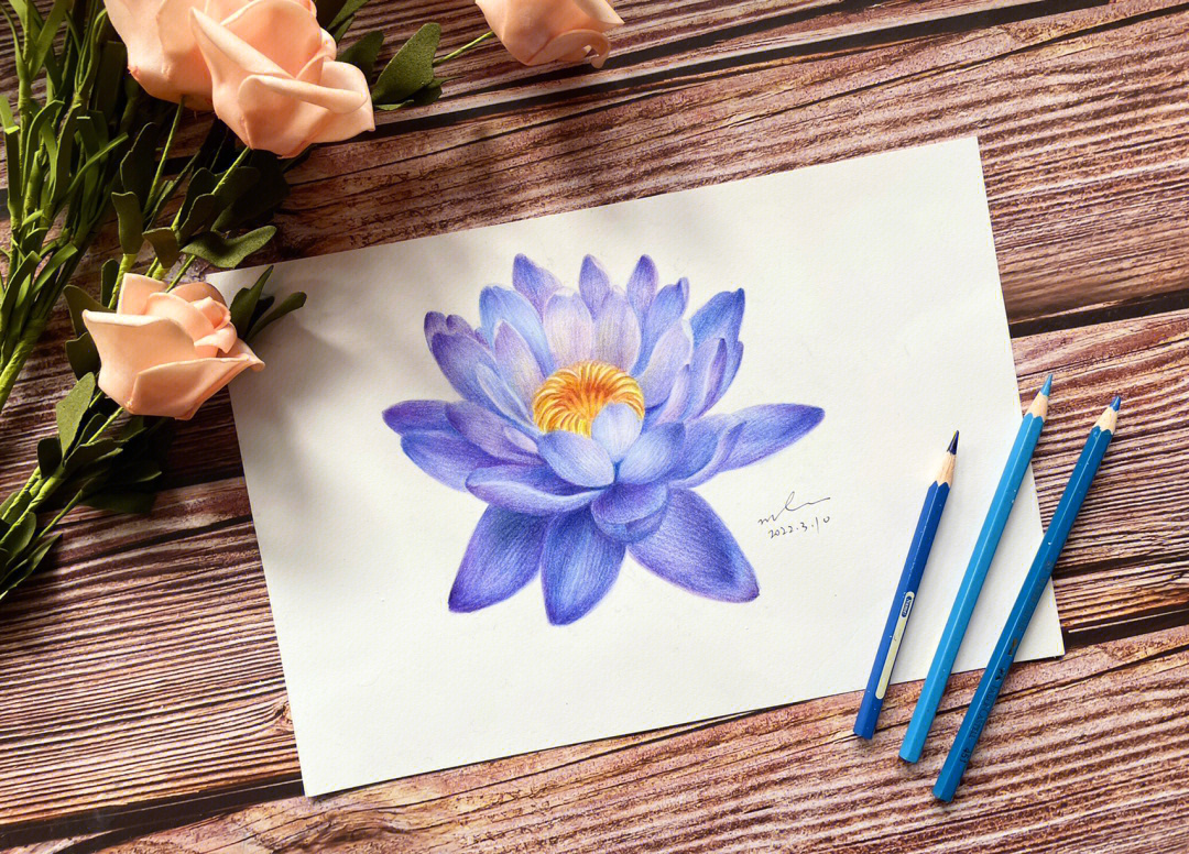 彩铅手绘蓝莲花