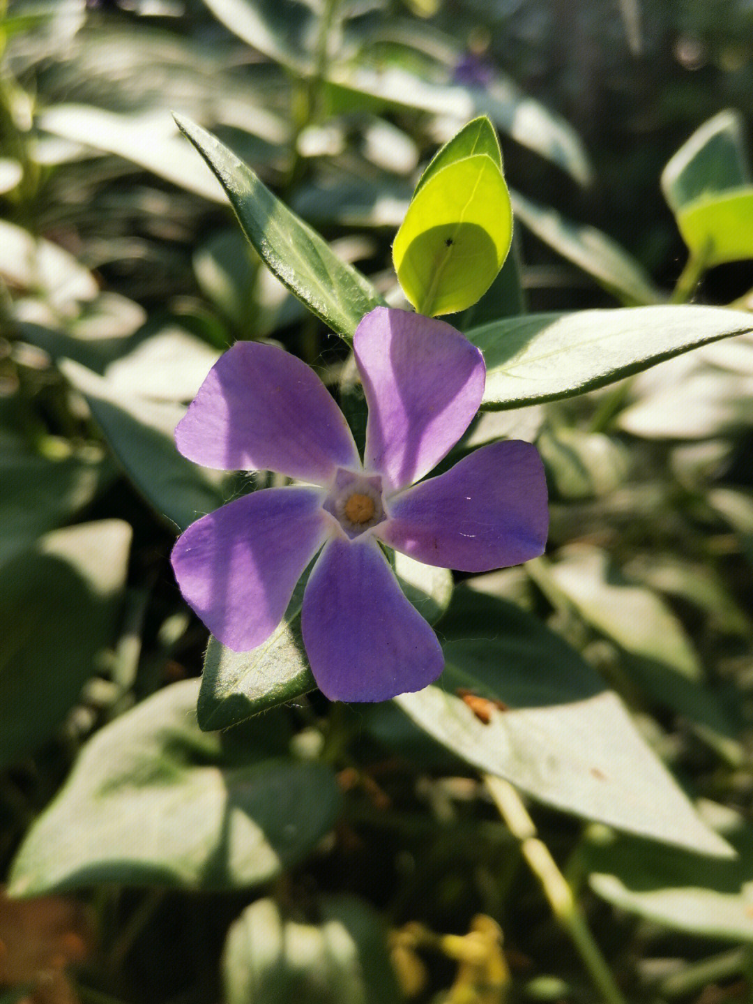 蔓长春花结构图图片