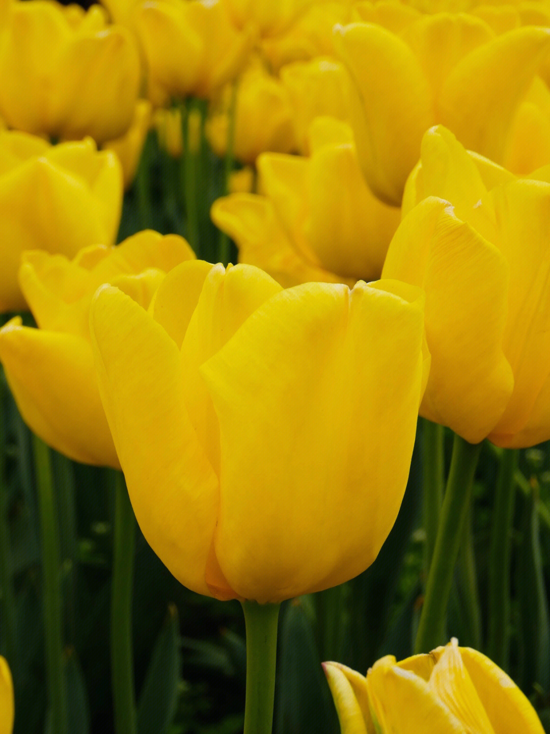 荷兰郁金香花语图片