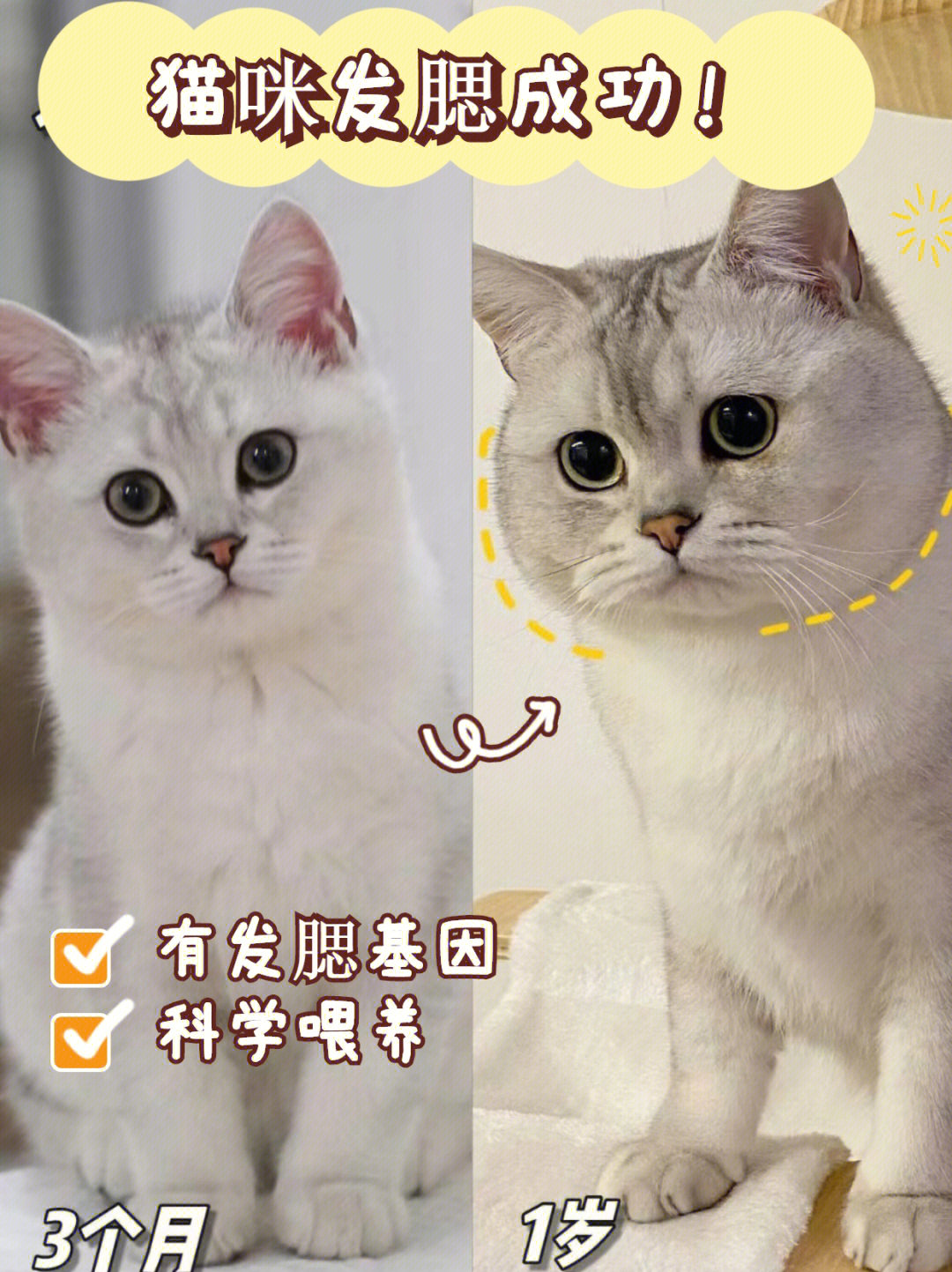 猫咪发腮过程图片