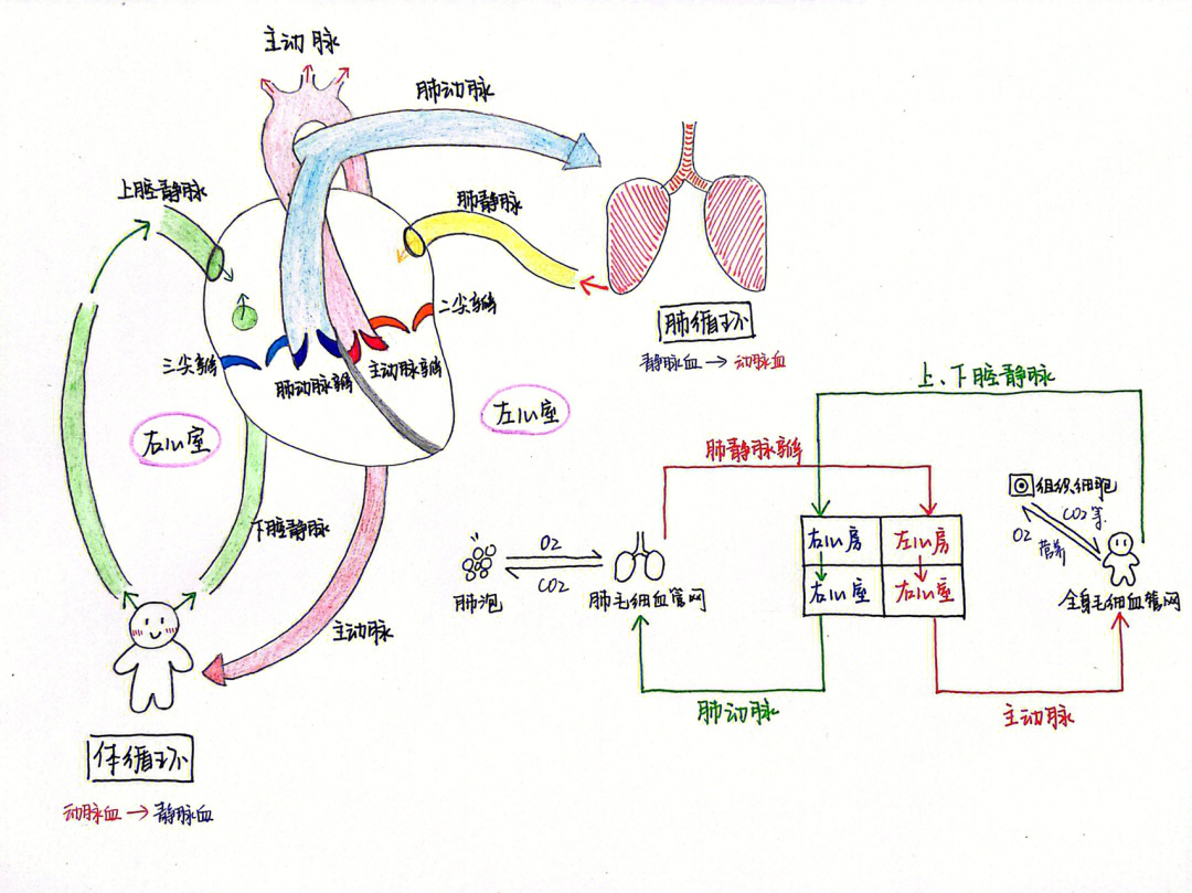 心脏血液循环图路线图图片