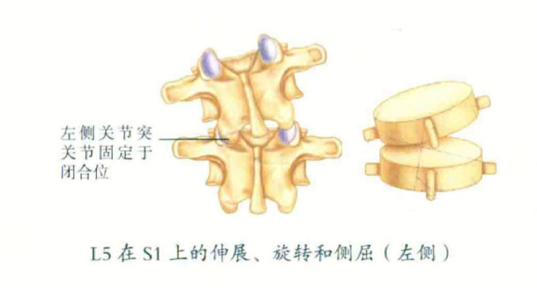 腰椎关节突关节解剖图图片