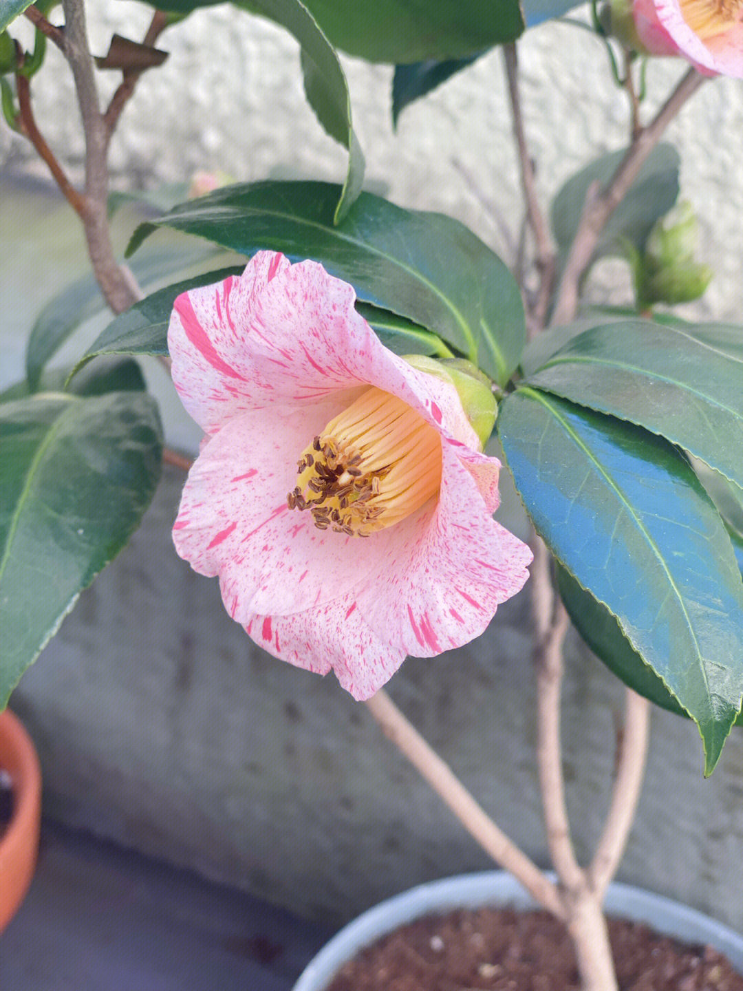 日本鱼尾椿茶花图片