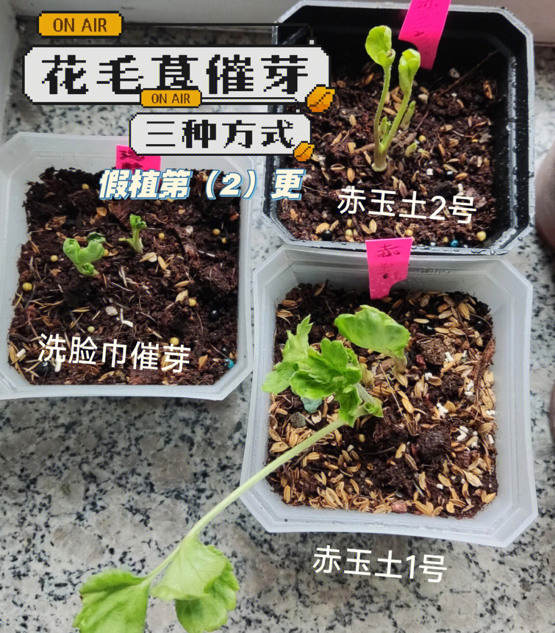 花毛茛催芽三种方式成长对比假植第2更